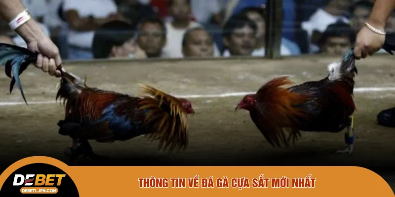 Thông tin về đá gà cựa sắt mới nhất